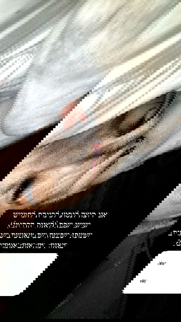 liashaked liashaked archive image