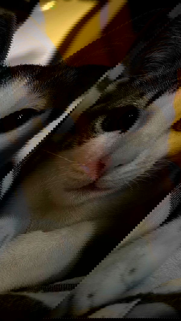 liashaked liashaked archive image