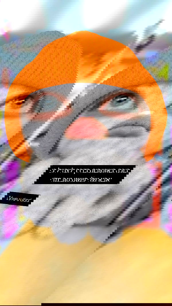 liashaked liashaked archive image