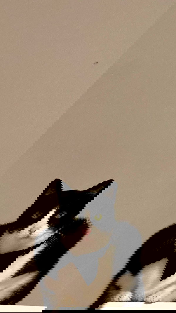 liashaked liashaked archive image