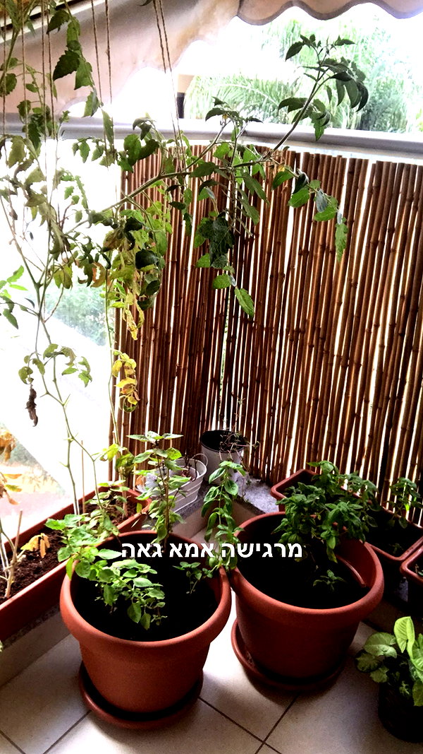 liem_sadan liem_sadan archive image