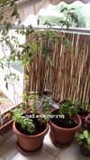 liem_sadan Altpins Profile Picture