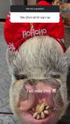 liiuuar Altpins Profile Picture