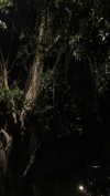 linraimoch Altpins Profile Picture