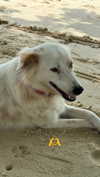 linzor Altpins Profile Picture
