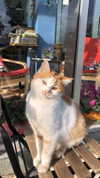 liori_hen Altpins Profile Picture