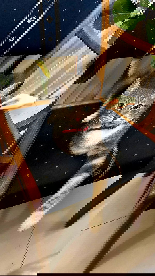 lissi77 lissi77 archive image