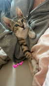 lisush_9 Altpins Profile Picture