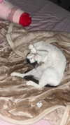 lisush_9 Altpins Profile Picture
