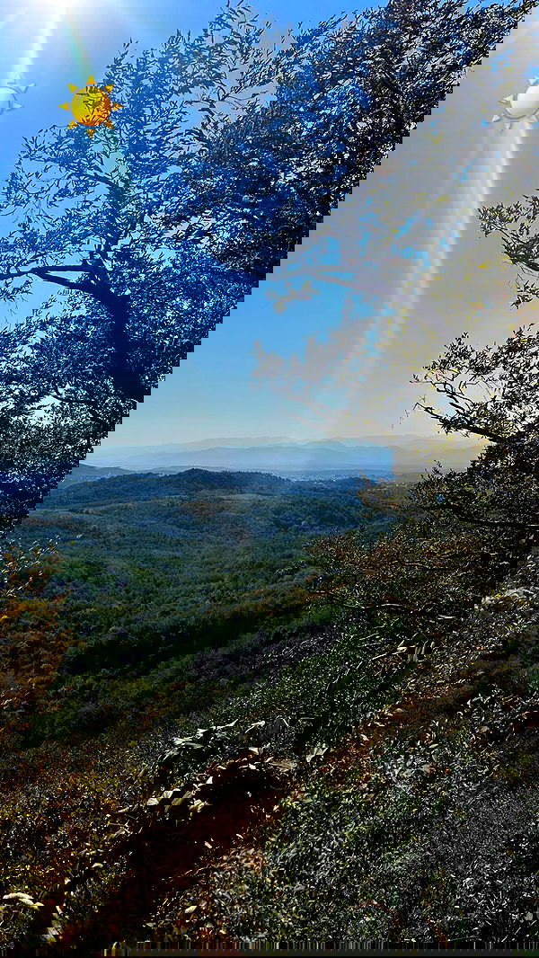 lital.shli lital.shli archive image