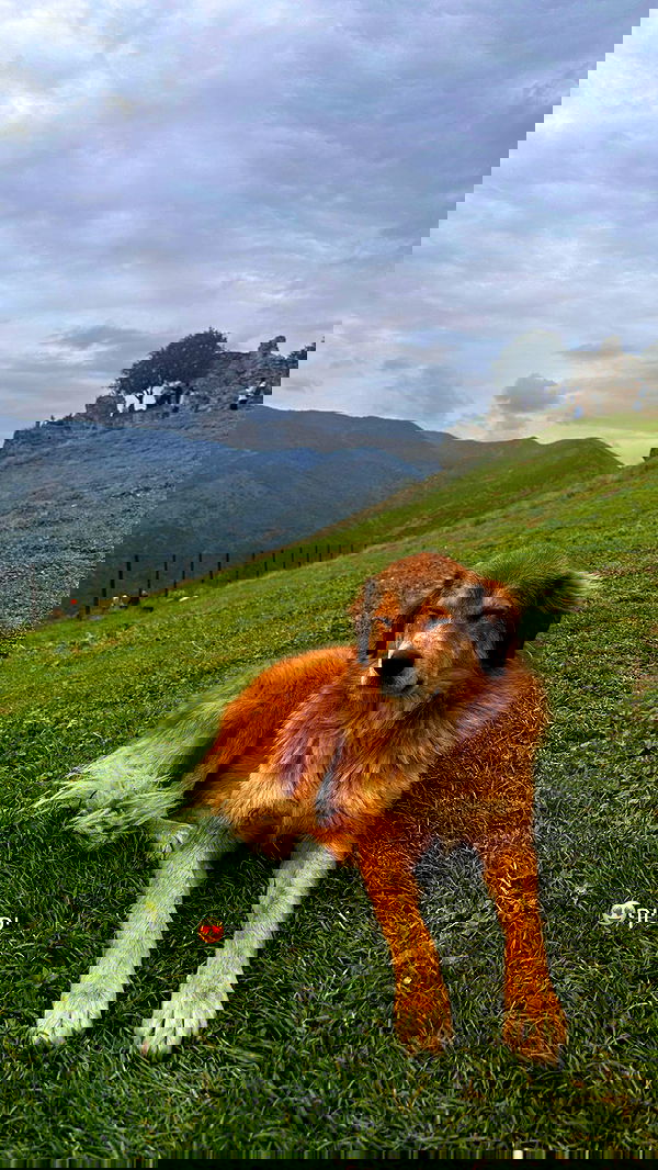 lital.shli lital.shli archive image