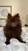 lizakovalenkoo Altpins Profile Picture
