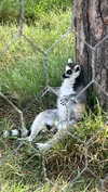 lizi.nazara Altpins Profile Picture