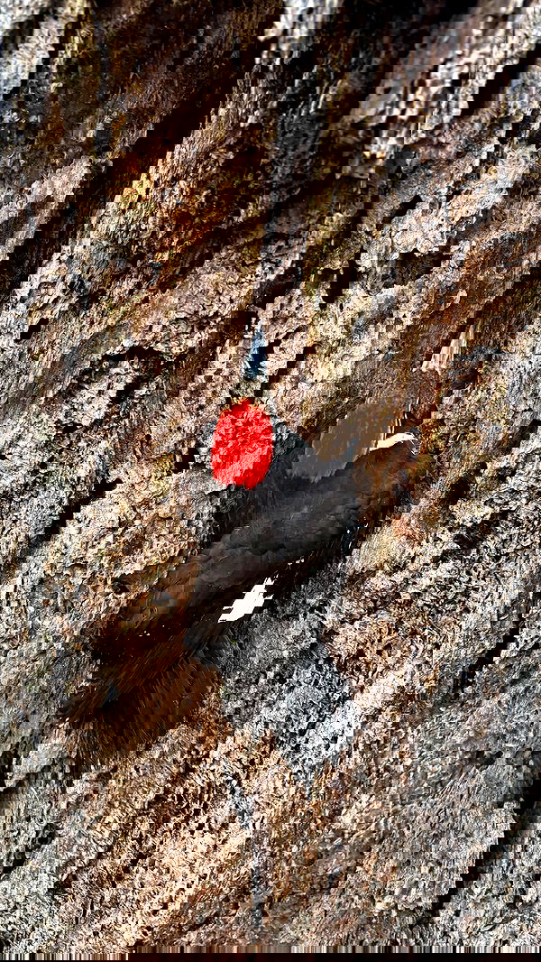 llilbby llilbby archive image