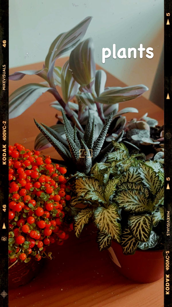 maeve.edwards.x maeve.edwards.x archive image