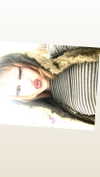 manic__sexdoll Altpins Profile Picture