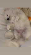 maymay_hitomi Altpins Profile Picture