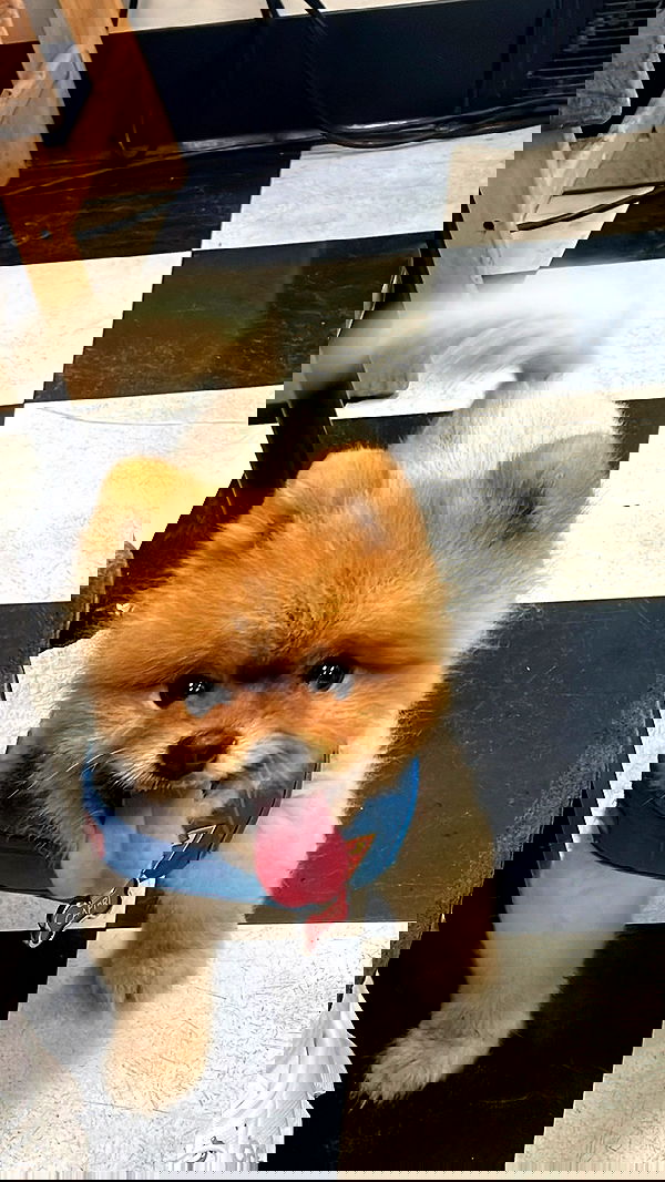 meikeae image ~ Altpins