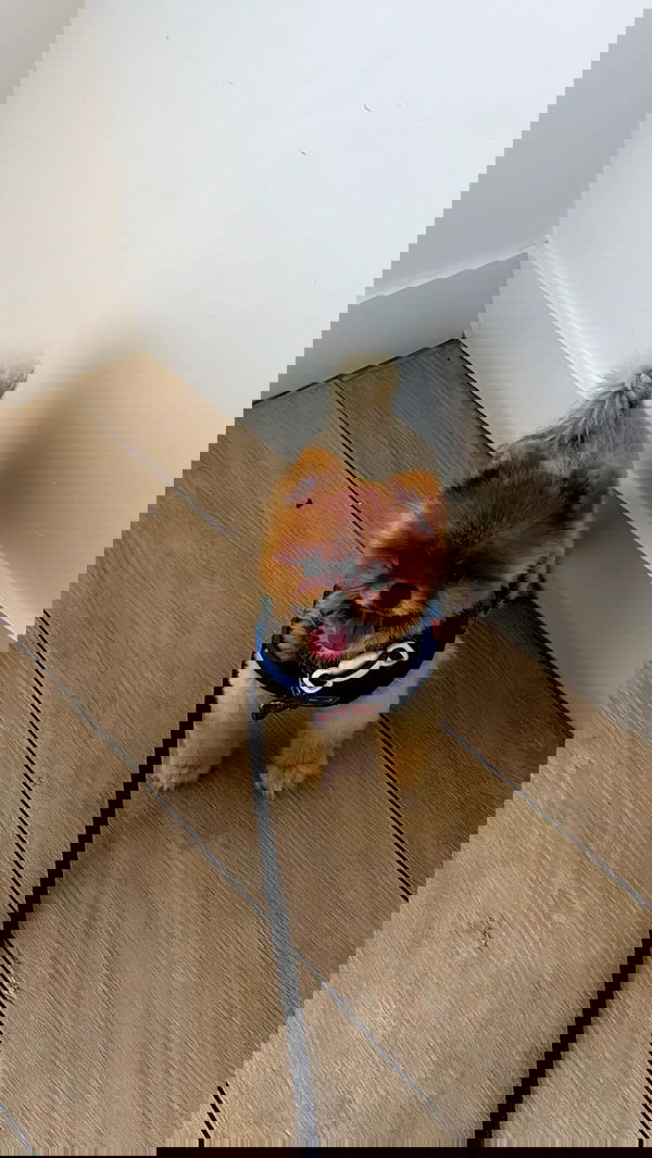 meikeae image ~ Altpins