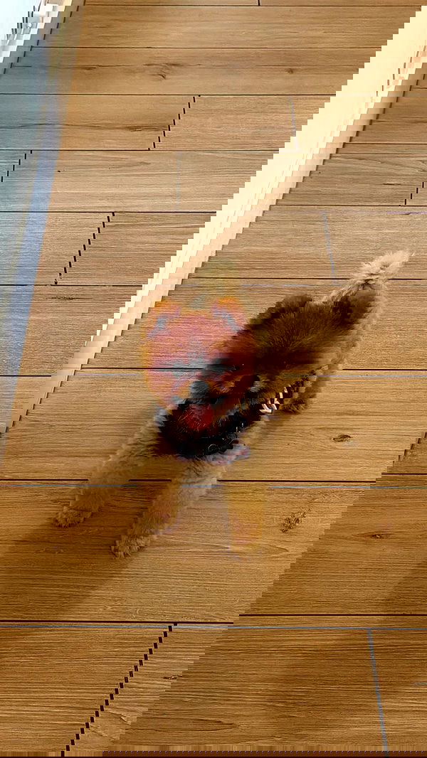 meikeae image ~ Altpins