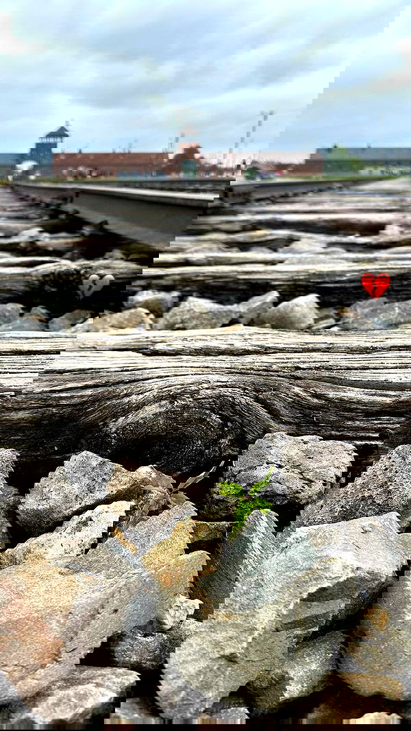 mishel116 mishel116 archive image