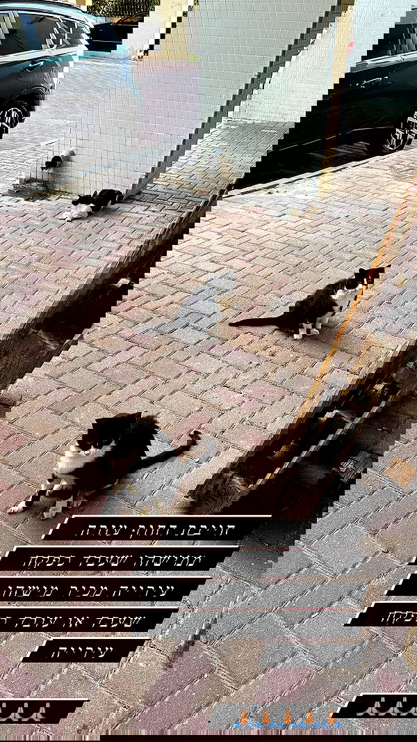 mishel116 mishel116 archive image