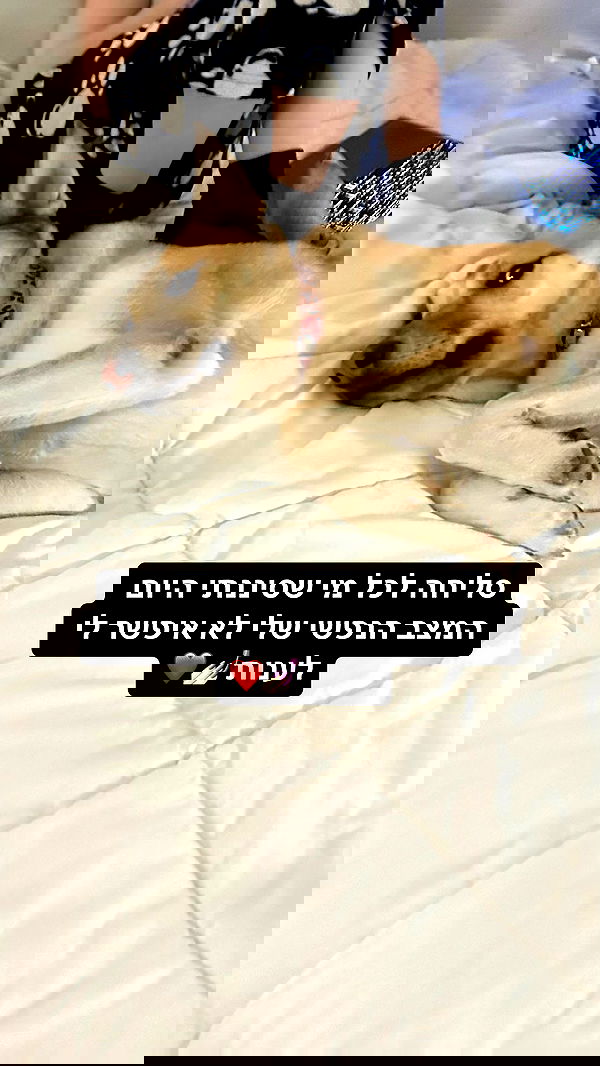 moonliliaght moonliliaght archive image