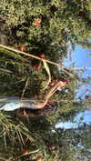 naama_gabbay Altpins Profile Picture