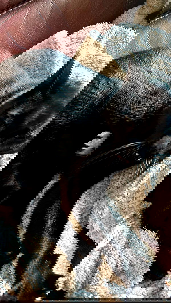 natahalieeee natahalieeee archive image