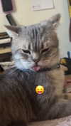 natahalieeee Altpins Profile Picture