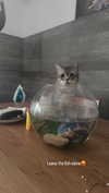 natahalieeee Altpins Profile Picture