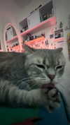 natahalieeee Altpins Profile Picture
