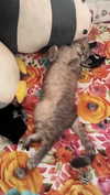 natahalieeee Altpins Profile Picture