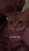 natahalieeee Altpins Profile Picture
