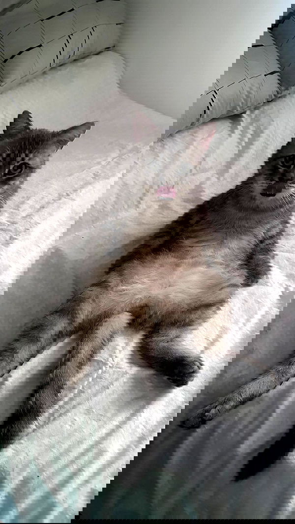 natahalieeee natahalieeee archive image