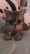 natahalieeee Altpins Profile Picture