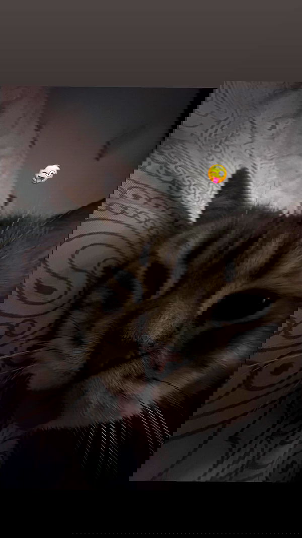 natahalieeee natahalieeee archive image