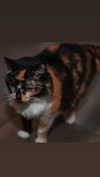 natahalieeee Altpins Profile Picture