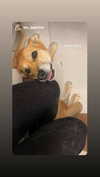noa_freund Altpins Profile Picture