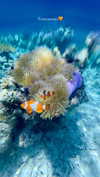 noa_mendel_ Altpins Profile Picture