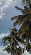 noa_mendel_ Altpins Profile Picture