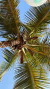 noa_mendel_ Altpins Profile Picture