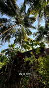 noa_mendel_ Altpins Profile Picture