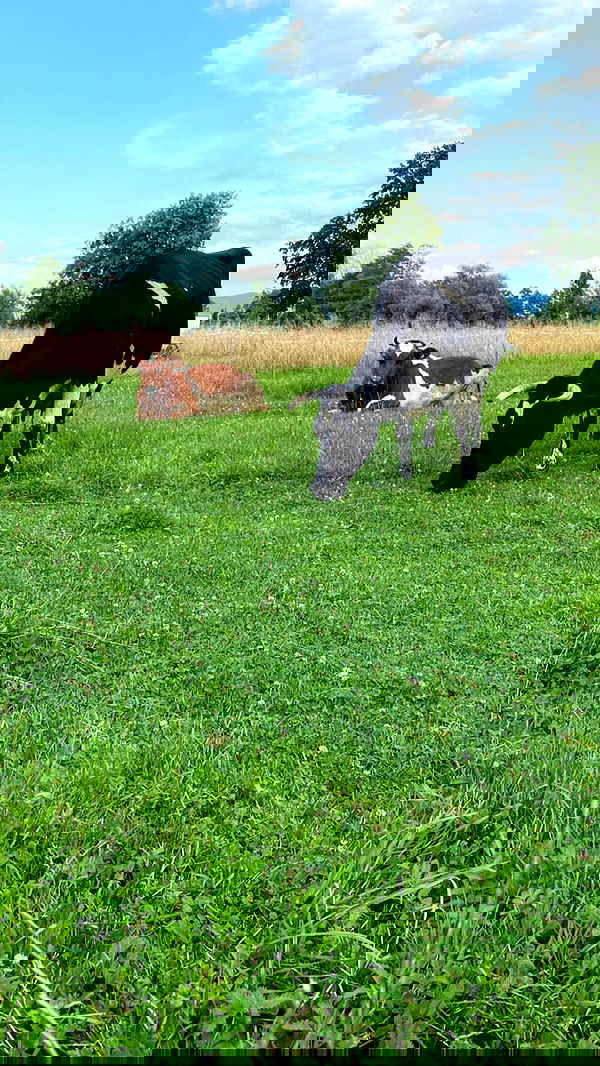 noa_zemlyanski noa_zemlyanski archive image