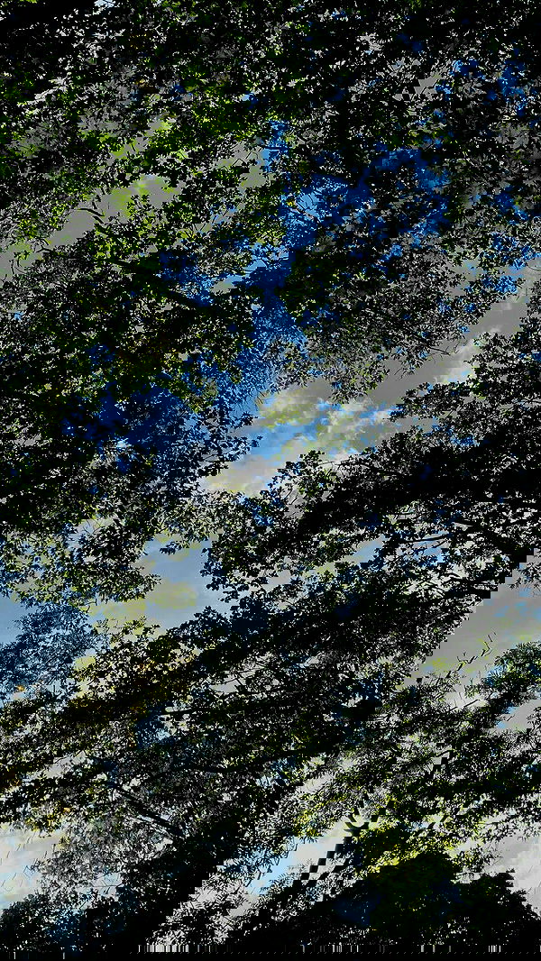 noa_zemlyanski noa_zemlyanski archive image