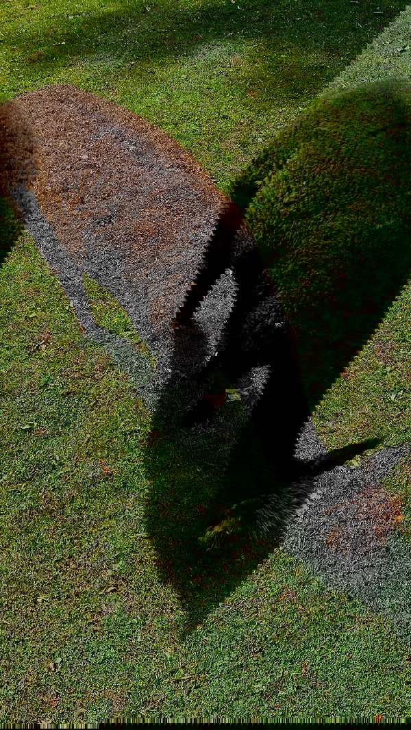 noa_zemlyanski noa_zemlyanski archive image