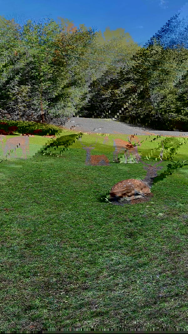 noa_zemlyanski noa_zemlyanski archive image