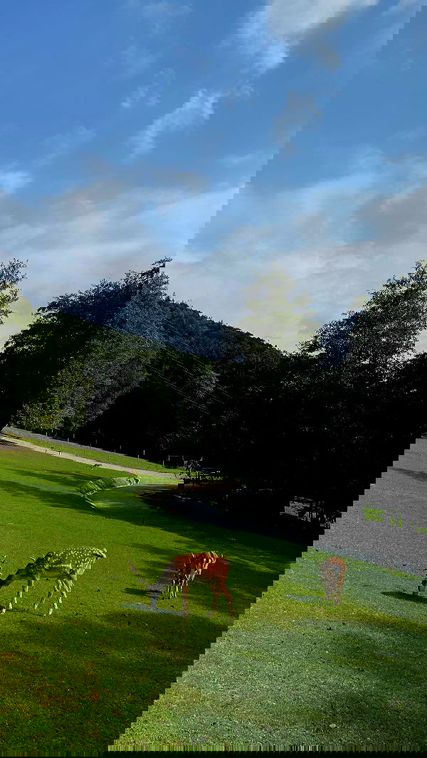 noa_zemlyanski noa_zemlyanski archive image