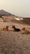 noam_alon1 Altpins Profile Picture