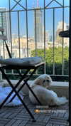 noam_alon1 Altpins Profile Picture